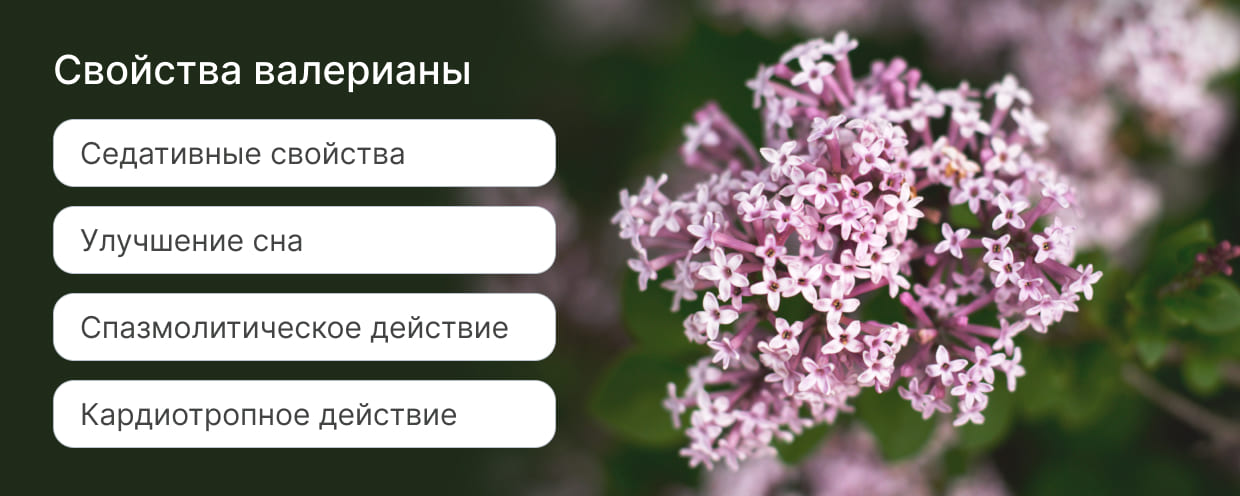 Чем полезна валериана? Чем полезна валериана?