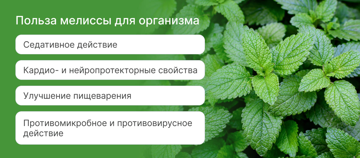 Чем полезна мелисса? Чем полезна мелисса?